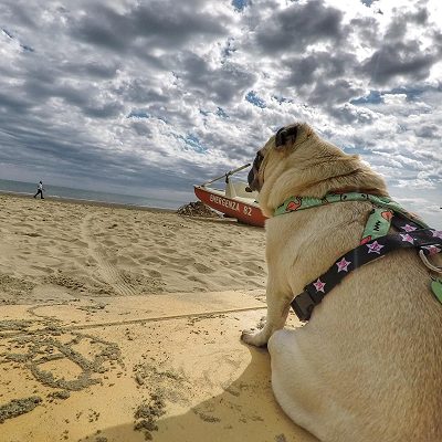 Cani al mare
