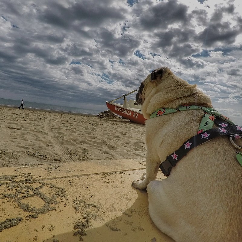 Cani al mare